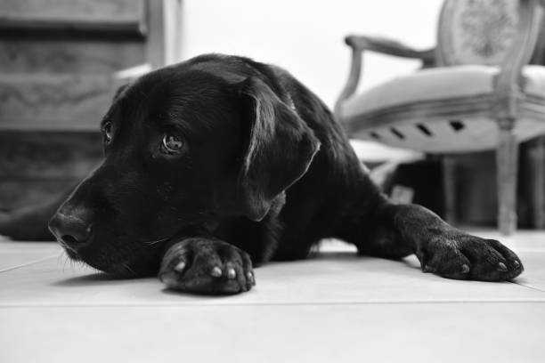 istock Tired black dog at home. 1451097179