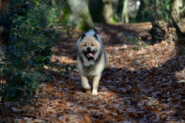 Front view of an Eurasier dog running on a footpath in a french forest and looking at camera.