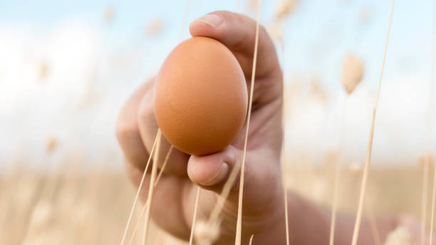 scatto panoramico di uovo di gallina marrone chiaro tenuto tra le dita con sfondo naturale sfocato. uova biologiche di galline che vivono in recinti all'aperto. uovo incantevole nel paesaggio naturale per banner. - seed human hand wheat cereal plant foto e immagini stock