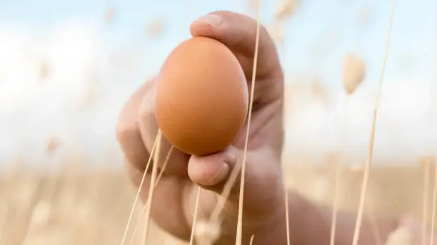 Photo of Panoramic shot of light brown chicken egg held between fingers with defocused natural background. organic eggs from chickens that live in outdoor pens. Lovely egg in natural landscape for banner.