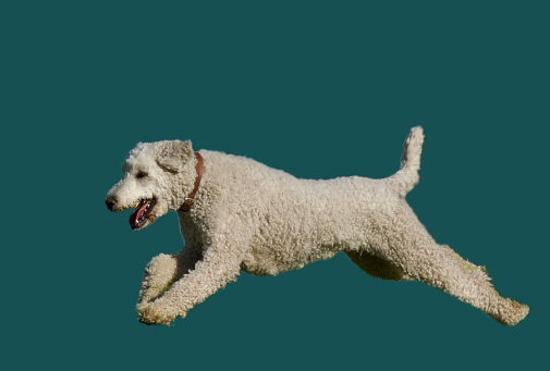 Side view of a jumping white royal poodle dog on a blue background.
