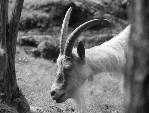 istock Close up of goat standing on field 1451097394