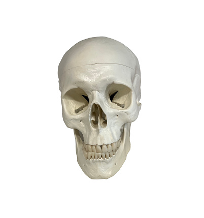 A model of a human skull.