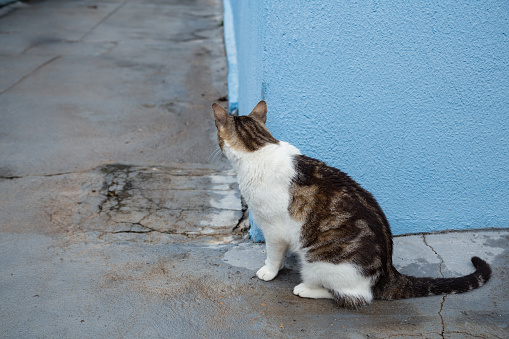 Goiania, Goiás, Brazil – December 20, 2022:  A tabby cat sitting on the concrete floor, waiting behind the blue wall.