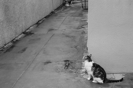 Goiania, Goiás, Brazil – December 20, 2022:  A tabby cat sitting on the concrete floor, waiting behind the wall. Black and white image.