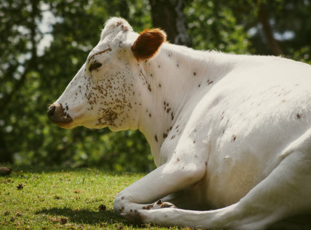 Close-up view of a white cow with horns in a farmyard during sunrise. The early morning light creates a warm rural atmosphere, with other cattle and farm structures in the background.