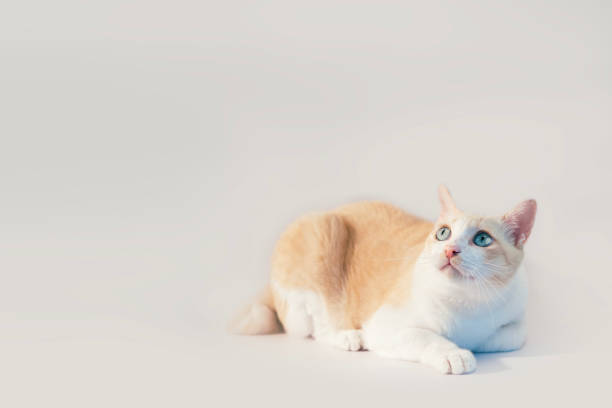 white-yellow short hair cats looking up. white studio background.