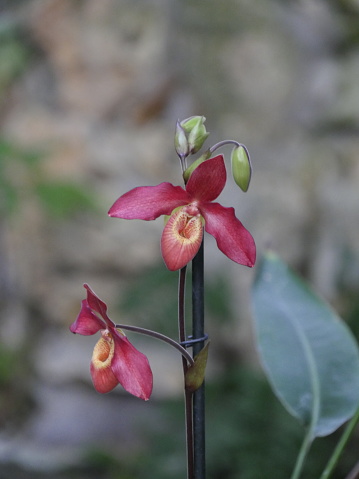 Phragmipedium Memoria Dick Clements