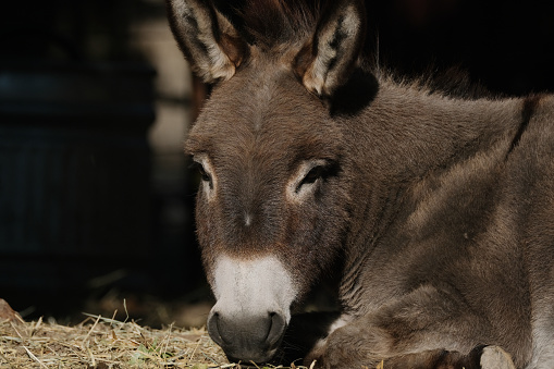 Mini donkey laying down relaxing on farm.