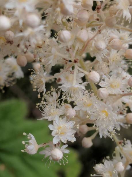 istock Close Up Flower Blossom Picture 1451106470