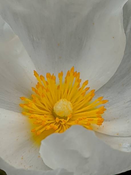 istock Close Up Flower Blossom Picture 1451106538