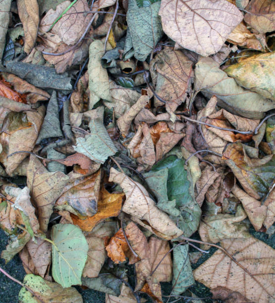 istock some fallen leaves from my kiwi trees 1451106566