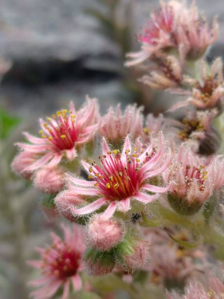istock Close Up Flower Blossom Picture 1451106585