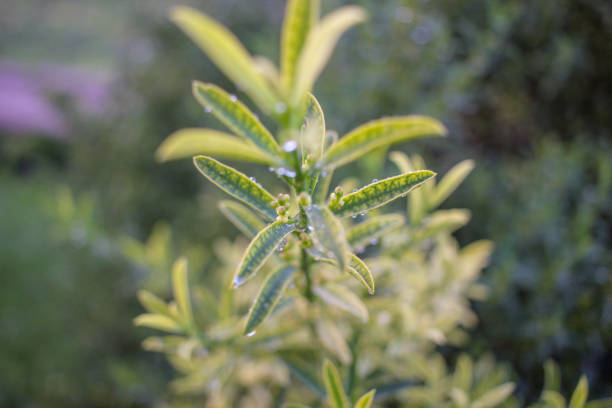 istock drops of water in the plants 1451106622