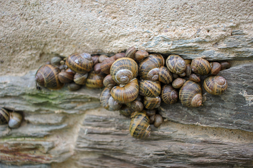 snails living together in a wall in my garden
