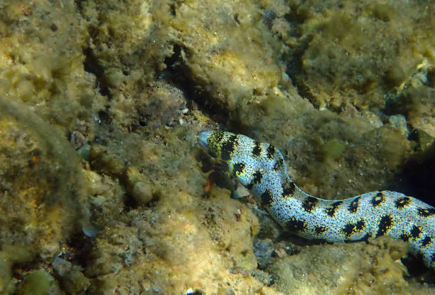 мурена угорь – снежинка морей, научное название ехидна небулоза - snowflake moray eel стоковые фото и изображения