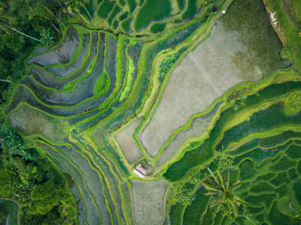 istock Rice Terrace seen from above 1451109338