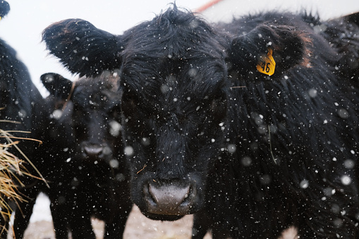 Black angus calves from beef cow herd in winter snow close up on farm.
