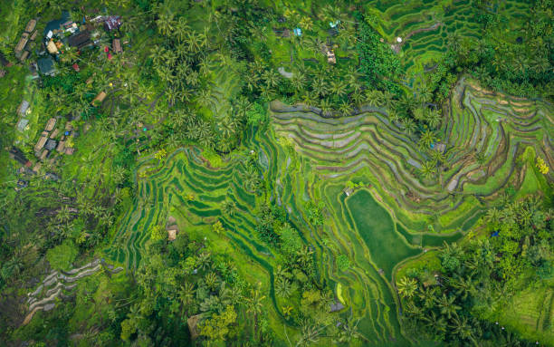 istock Rice Terrace seen from above 1451109402