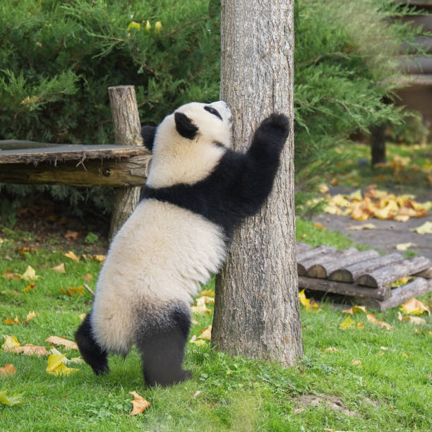 Panda is a mammal that is usually classified into the bear family, which is native to Central China. Giant pandas live in mountainous regions, such as Sichuan and Tibet. In the last half of the 20th century, pandas became a kind of Chinese state symbol, and are now displayed on the country's gold money. The name Panda means big bear cat.