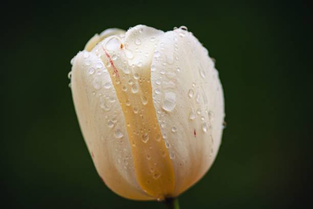 istock Morning dew on the tulips 1451109915