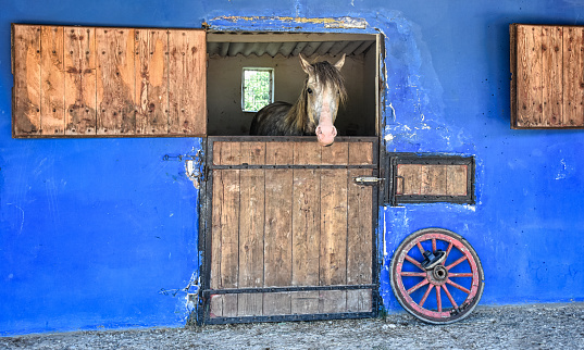 close-up portrait of a white horse standing at the horse farm looking out the window in its stable. On the floor, an old wagon wheel and vintage door windows appear as decor.
