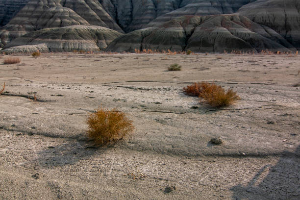 istock Global warming, arid, dry soil, cracked rift, dead herbs 1451115880