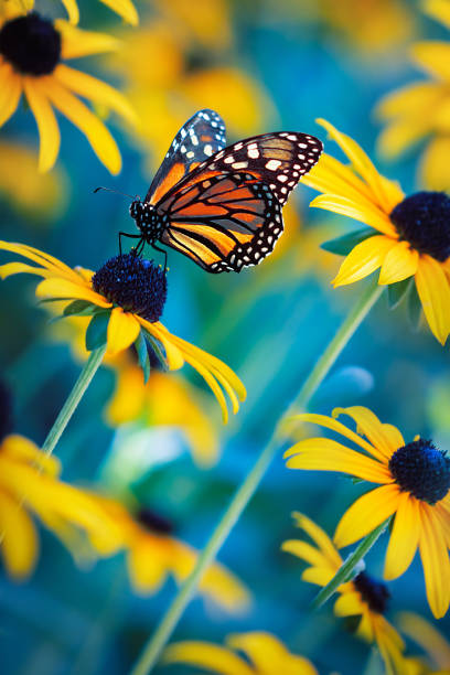 mariposa monarca en una flor amarilla en un jardín encantado. fondo de primavera de verano. - sunflower flower flower bed light fotografías e imágenes de stock