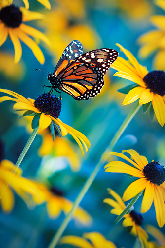 Monarch Butterfly on a yellow flower in an enchanted garden. Summer spring background.