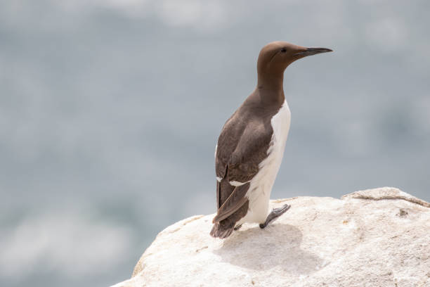 istock Guillemot on a Rock 1451116460