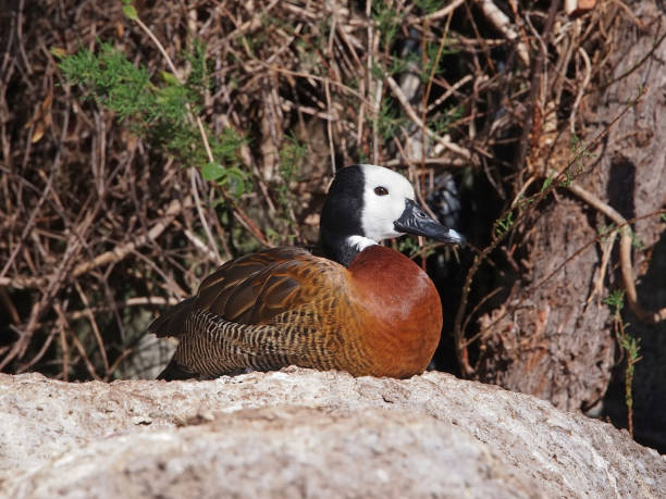 белолицая свистящая утка, dendrocygna viduata - white faced whistling duck стоковые фото и изображения