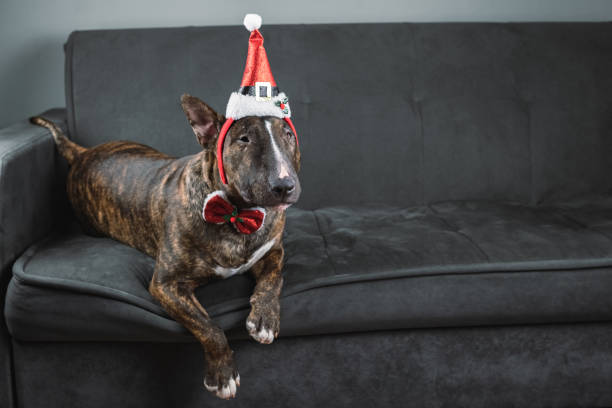 The English Bull Terrier portrait in a brindle color in a santa claus hat stock photo