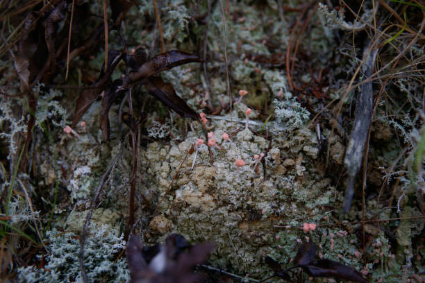 leratiomyces erythrocephalus, la bolsa escarlata que crece en el suelo a lo largo de queen charlotte track. - queen charlotte track fotografías e imágenes de stock