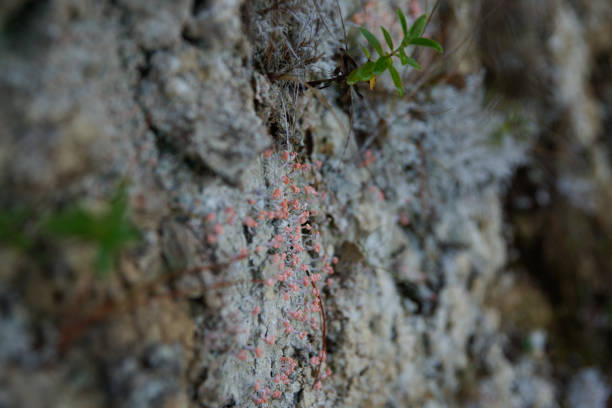 leratiomyces erythrocephalus, la bolsa escarlata que crece en el suelo a lo largo de queen charlotte track. - queen charlotte track fotografías e imágenes de stock