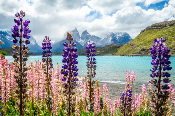 torres del paine is the most famous national park in sputh america because of its plenty trails around the park amazing landscape of torres del paine national park, chile cuernos del paine stock pictures, royalty-free photos & images