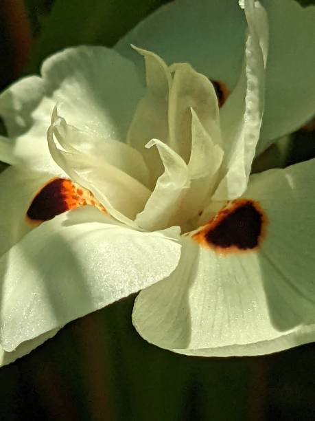 istock Close Up Flower Blossom Picture 1451123199