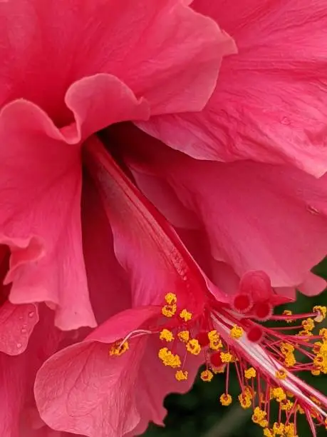 Photo of Close Up Flower Blossom Picture