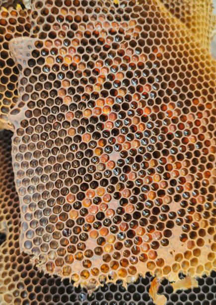 istock bee hive. honeycombs and pollen. natural extraction. comea rescue 1451123571