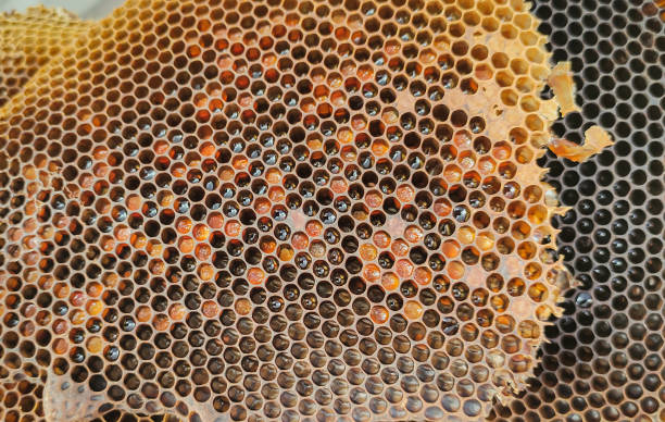 istock bee hive. honeycombs and pollen. natural extraction. comea rescue 1451123576