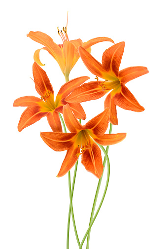 Four Day lily flowers on a white background.