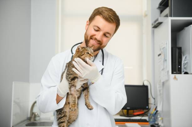 istock Handsome young veterinarian holding cat in clinic 1451124411