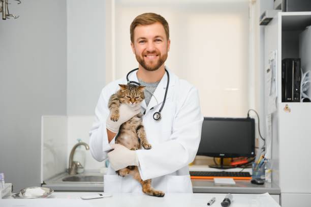 veterinarian doctor checking cat at a vet clinic - vet domestic cat veterinary medicine stethoscope imagens e fotografias de stock