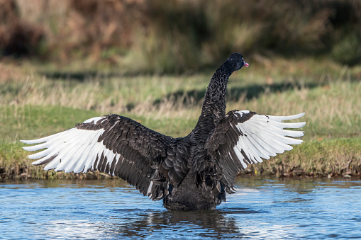 Black swan with unusual white wings