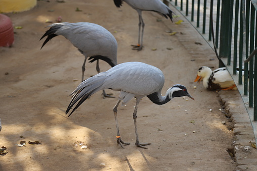 Crane birds in the zoo area.