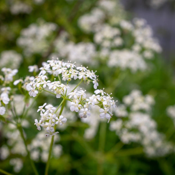 persil de vache - cow parsley photos et images de collection