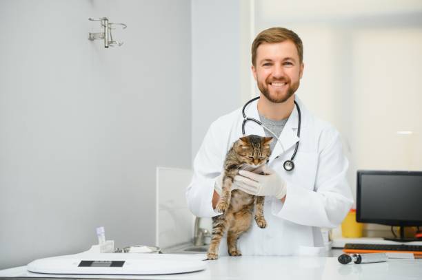 istock Handsome young veterinarian holding cat in clinic 1451125799