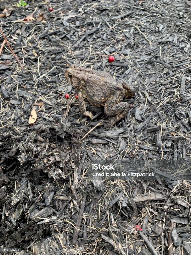 Brown Frog Camouflage in Brown Mulch Amphibian Stock Photo