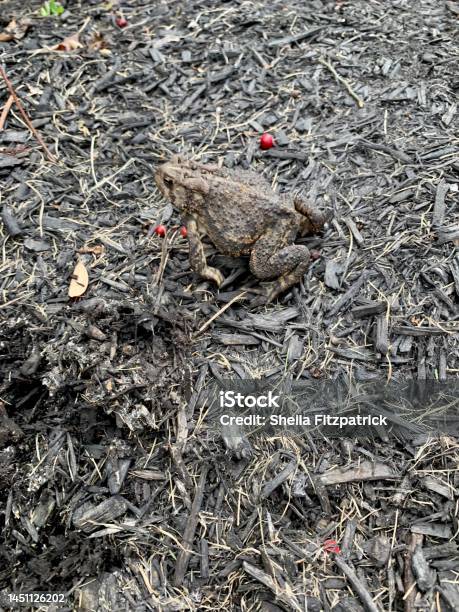 Brown Frog Camouflage In Brown Mulch Stock Photo - Download Image Now - Amphibian, Animal, Animal Body Part