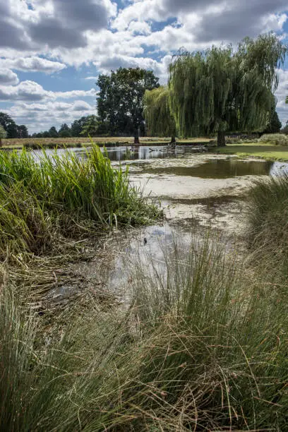 Photo of Bushy Park Lake