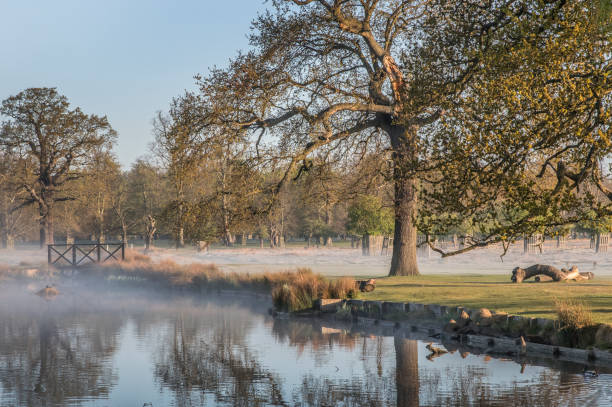 bushy park primeira coisa - bushy park - fotografias e filmes do acervo